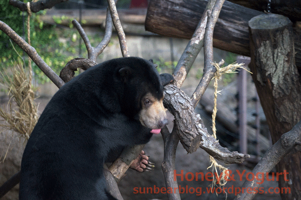 上野動物園　マレーグマ　フジ