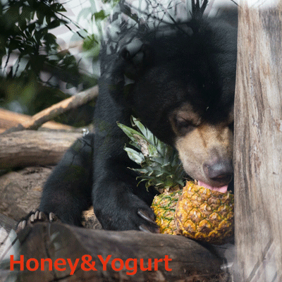 上野動物園　マレーグマ　フジ