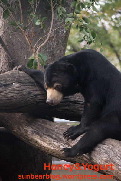 上野動物園　マレーグマ　フジ