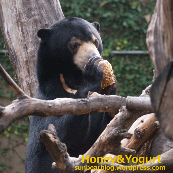 上野動物園　マレーグマ　フジ