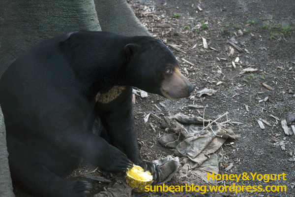 円山動物園　マレーグマ　ウメキチ