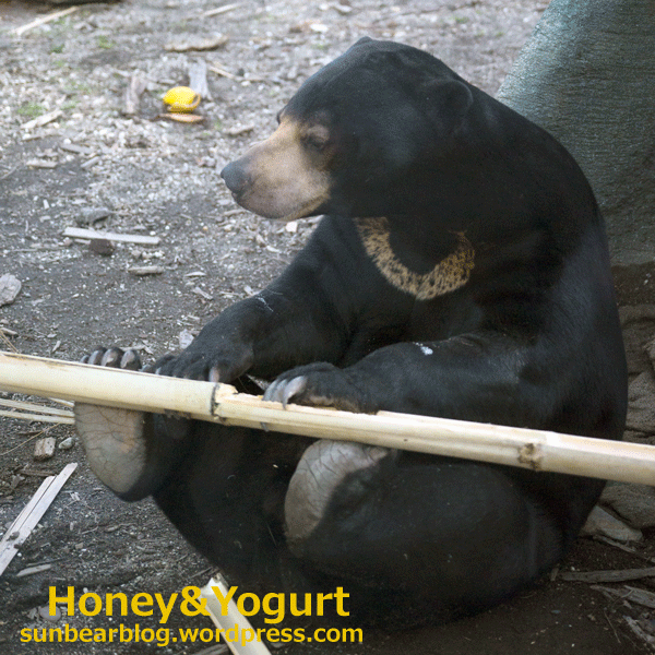 円山動物園　マレーグマ　ウメキチ