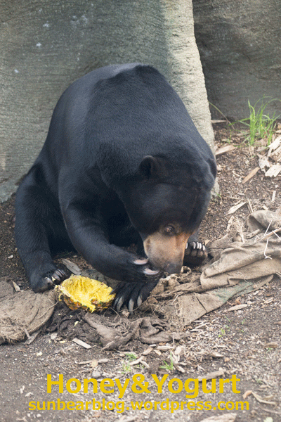 円山動物園　マレーグマ　ウメキチ