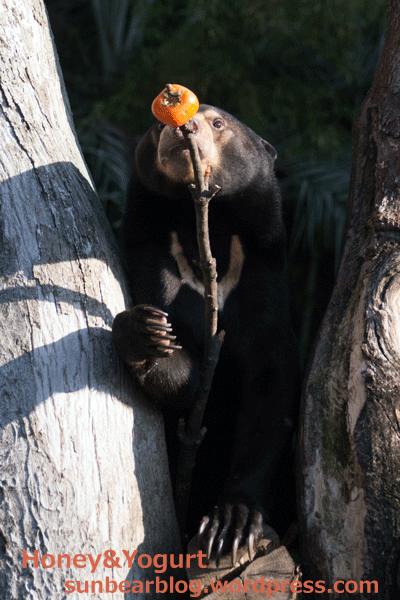 上野動物園　マレーグマ　フジ
