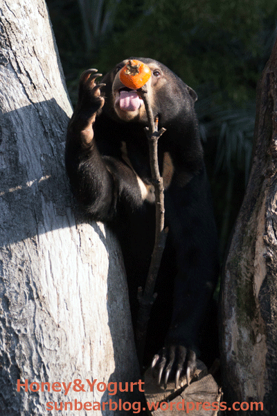 上野動物園　マレーグマ　フジ