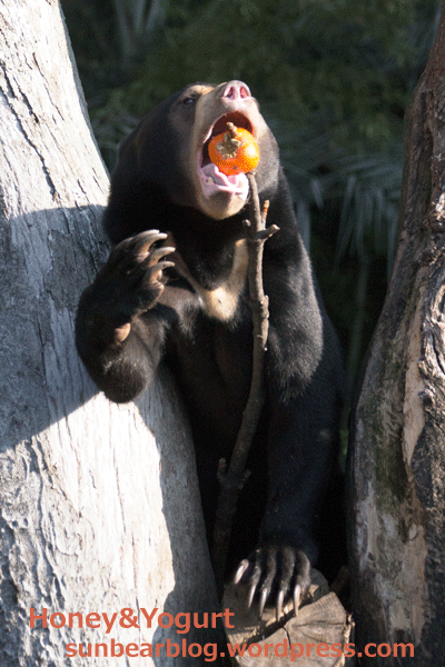 上野動物園　マレーグマ　フジ