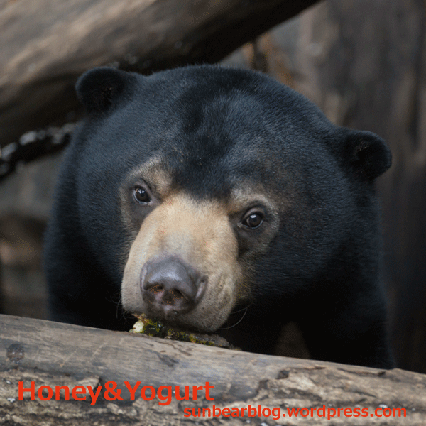 上野動物園　マレーグマ　フジ