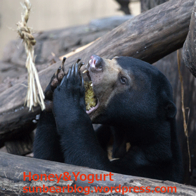 上野動物園　マレーグマ　フジ