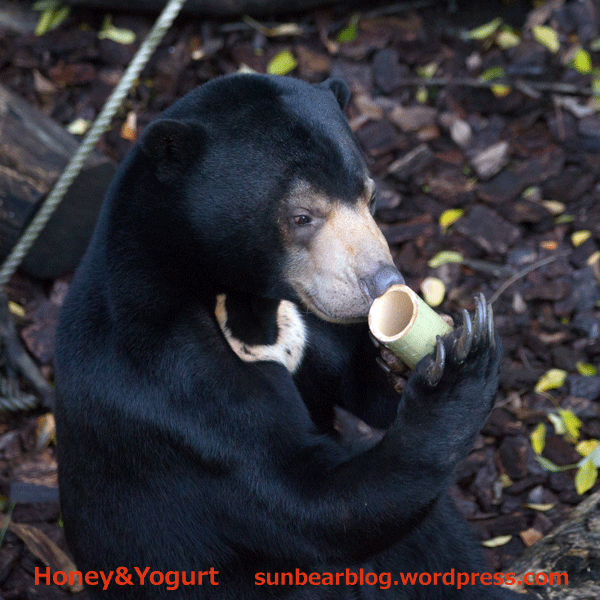 上野動物園　マレーグマ　フジ