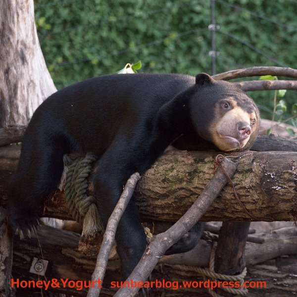 上野動物園　マレーグマ　フジ