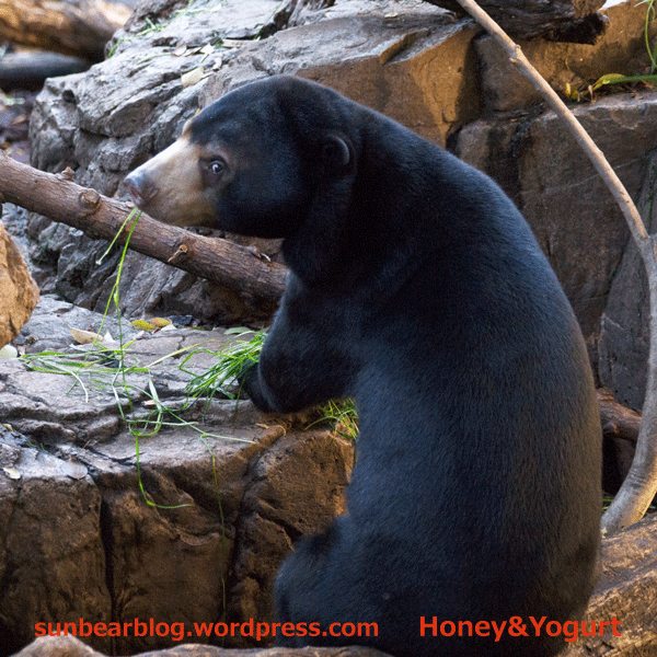 上野動物園　マレーグマ　フジ