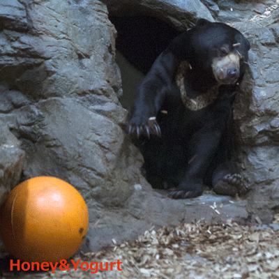 円山動物園 マレーグマ ウメキチ