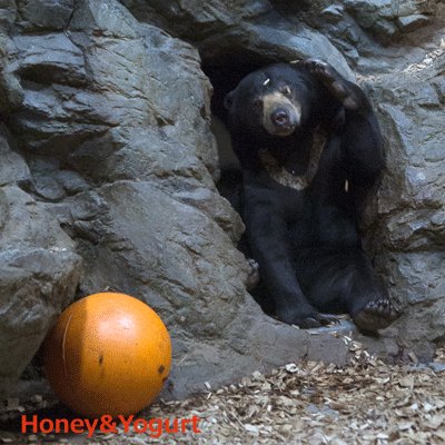 円山動物園 マレーグマ ウメキチ