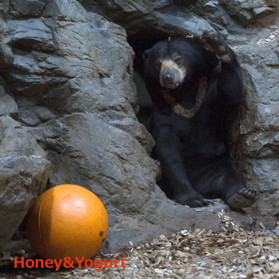 円山動物園 マレーグマ ウメキチ
