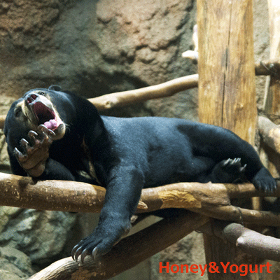 円山動物園 マレーグマ ウメキチ
