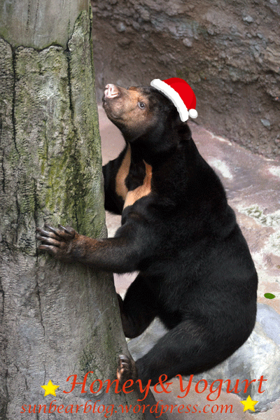 のいち動物公園 マレーグマ タオチイ
