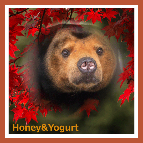 徳山動物園 マレーグマ マーヤ