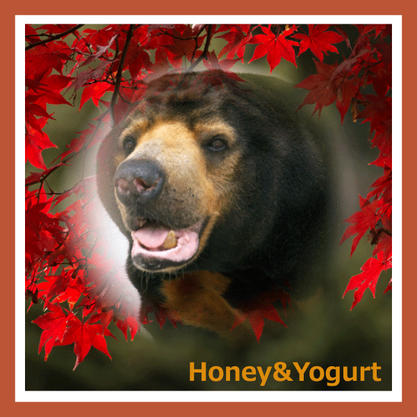 徳山動物園 マレーグマ ツヨシ