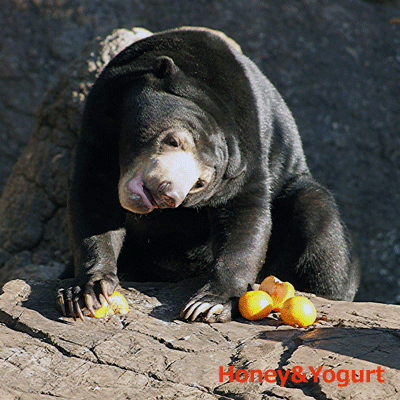 マレーグマ ウメキチ 上野時代