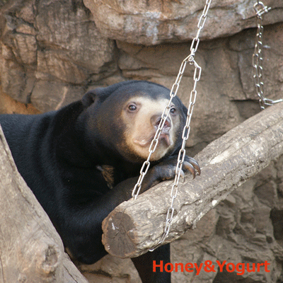 マレーグマ ウメキチ 上野時代