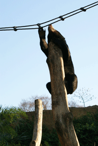 マレーグマ ウメキチ 上野時代