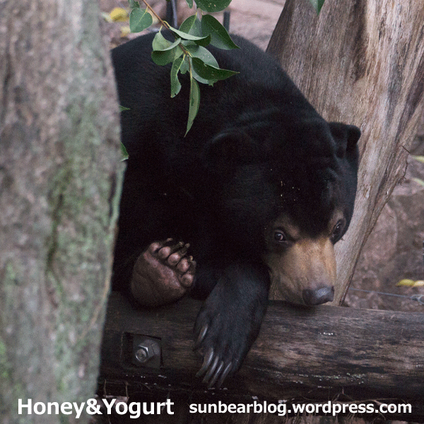 マレーグマ　フジ