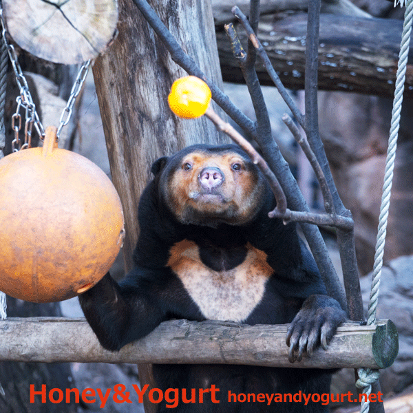 上野動物園　マレーグマ　キョウコ