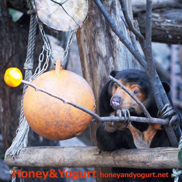 上野動物園　マレーグマ　キョウコ