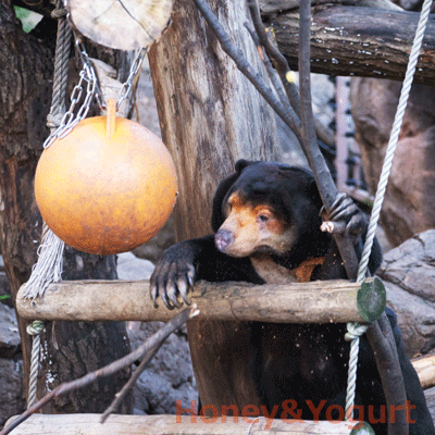 上野動物園　マレーグマ　キョウコ