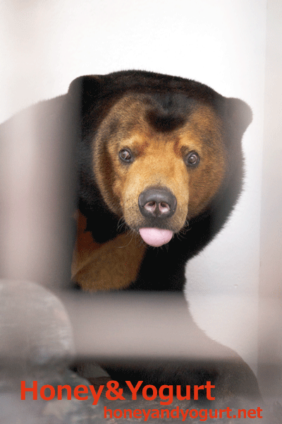 徳山動物園 マレーグマ マーヤ