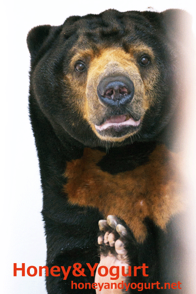 徳山動物園 マレーグマ ツヨシ