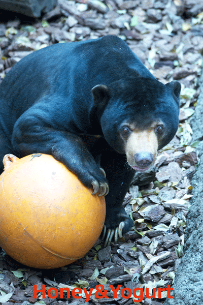 上野動物園　マレーグマ　アズマ