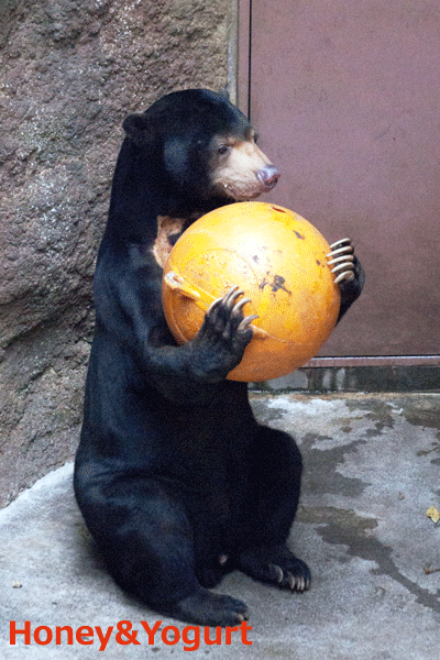 上野動物園　マレーグマ　アズマ