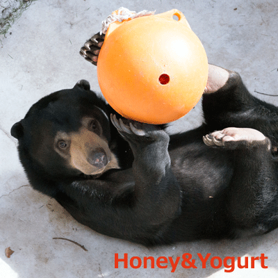 マレーグマ　フジ