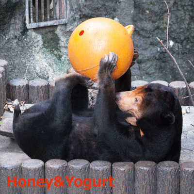 上野動物園　マレーグマ　キョウコ