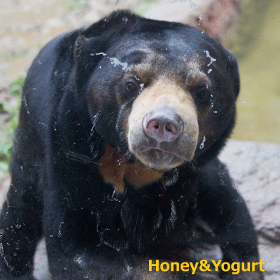 平川動物公園　マレーグマ　ハニイ