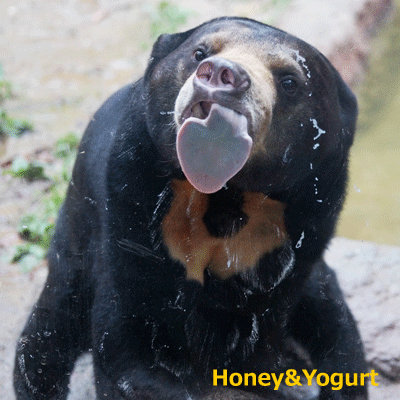 平川動物公園　マレーグマ　ハニイ