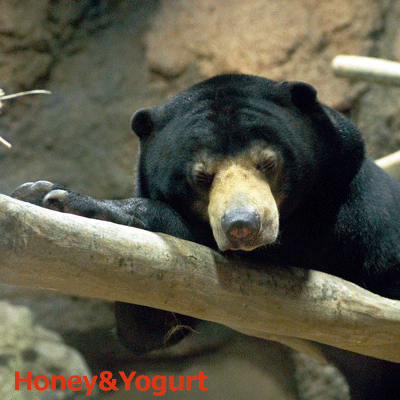 円山動物園　マレーグマ　ウメキチ