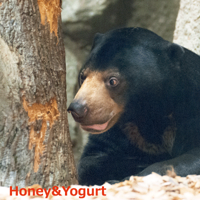 円山動物園　マレーグマ　ウメキチ