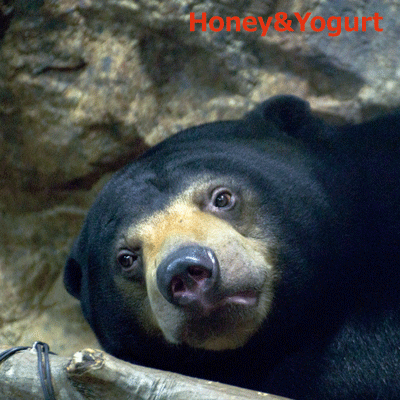 円山動物園　マレーグマ　ウメキチ