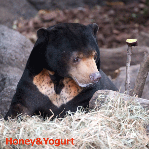 上野動物園　マレーグマ　アズマ