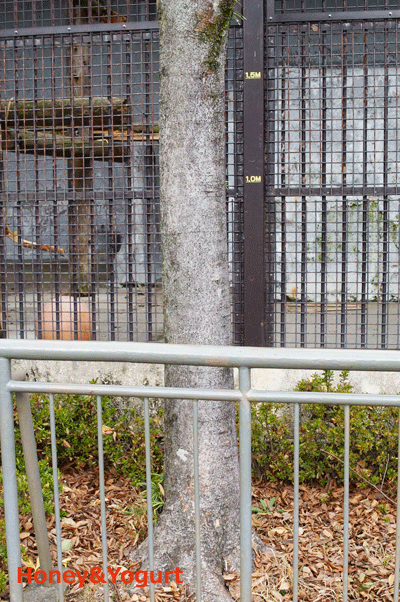 熊本市動植物園　マレーグマ舎