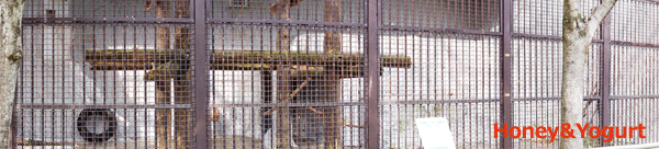 熊本市動植物園　マレーグマ舎