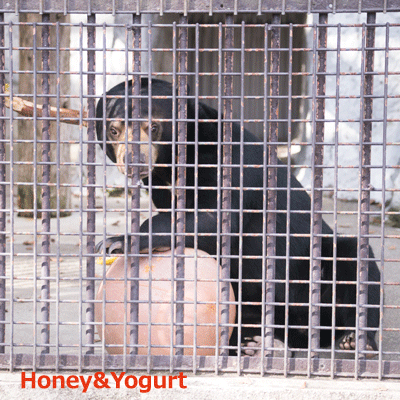 熊本市動植物園　マレーグマ　フジ