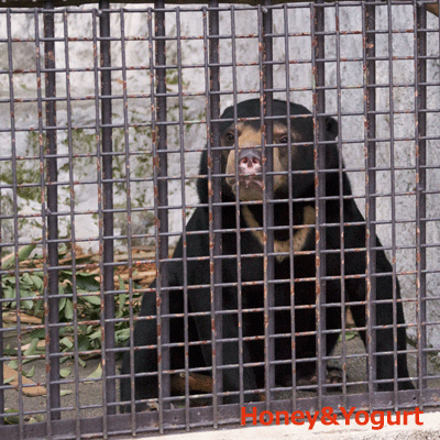熊本市動植物園　マレーグマ　フジ