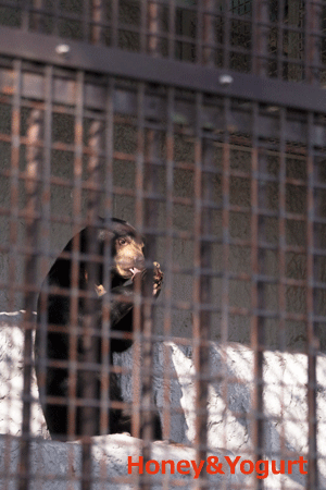 熊本市動植物園　マレーグマ　フジ