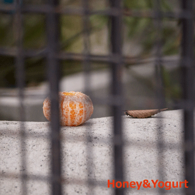 熊本市動植物園　マレーグマ舎
