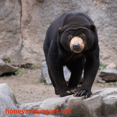 平川動物公園　マレーグマ　ウラン