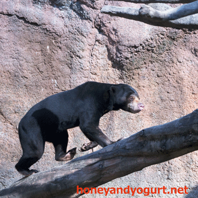 平川動物公園　マレーグマ　ハニイ