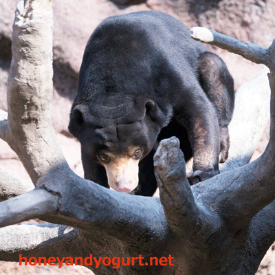 平川動物公園　マレーグマ　ハニイ